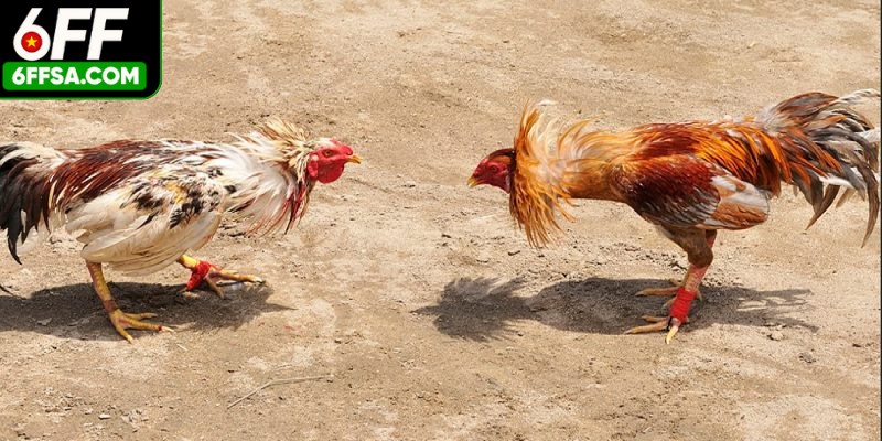 Khi cá cược chọi kê bạn nên quản lý vốn để tránh tổn thất nặng